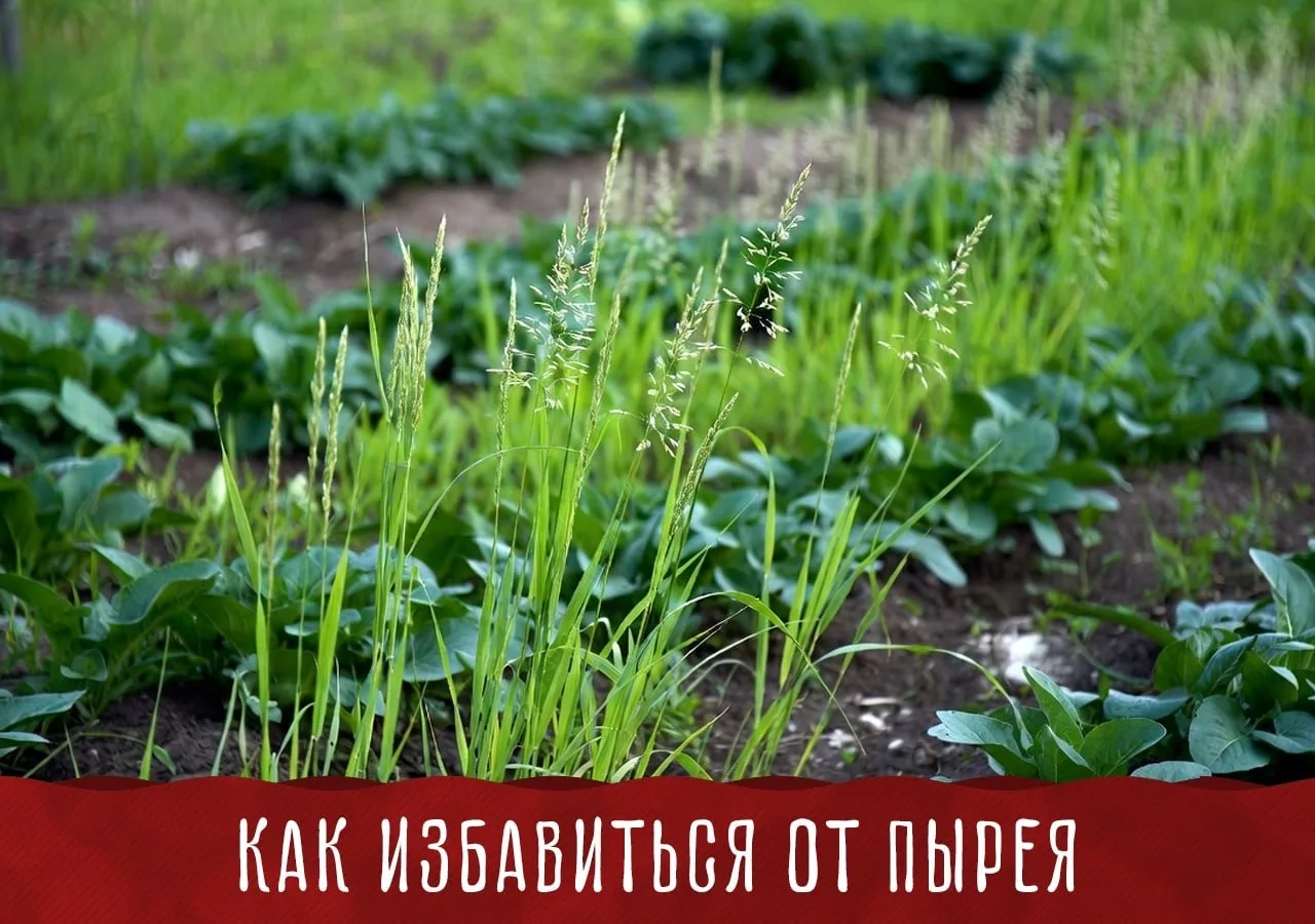 Как избавиться от пырея — без гербицидов
Проверенный способ победить самый живучий сорняк за сезон.
