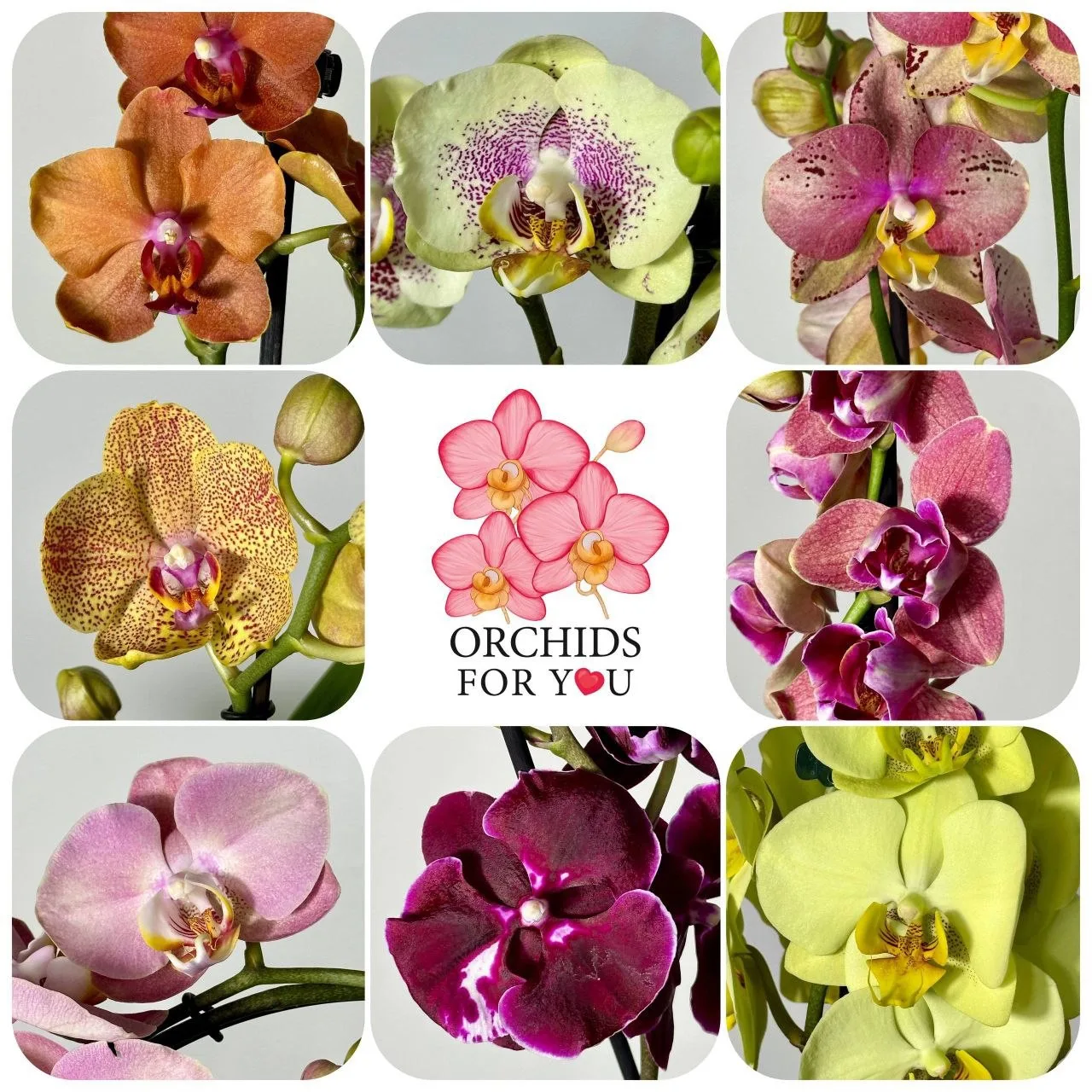 В  магазине  ORCHIDS FOR Y💕U

          новая поставка 

   сегодня 12 июня 

    В 18:00 по МСК ⌛️