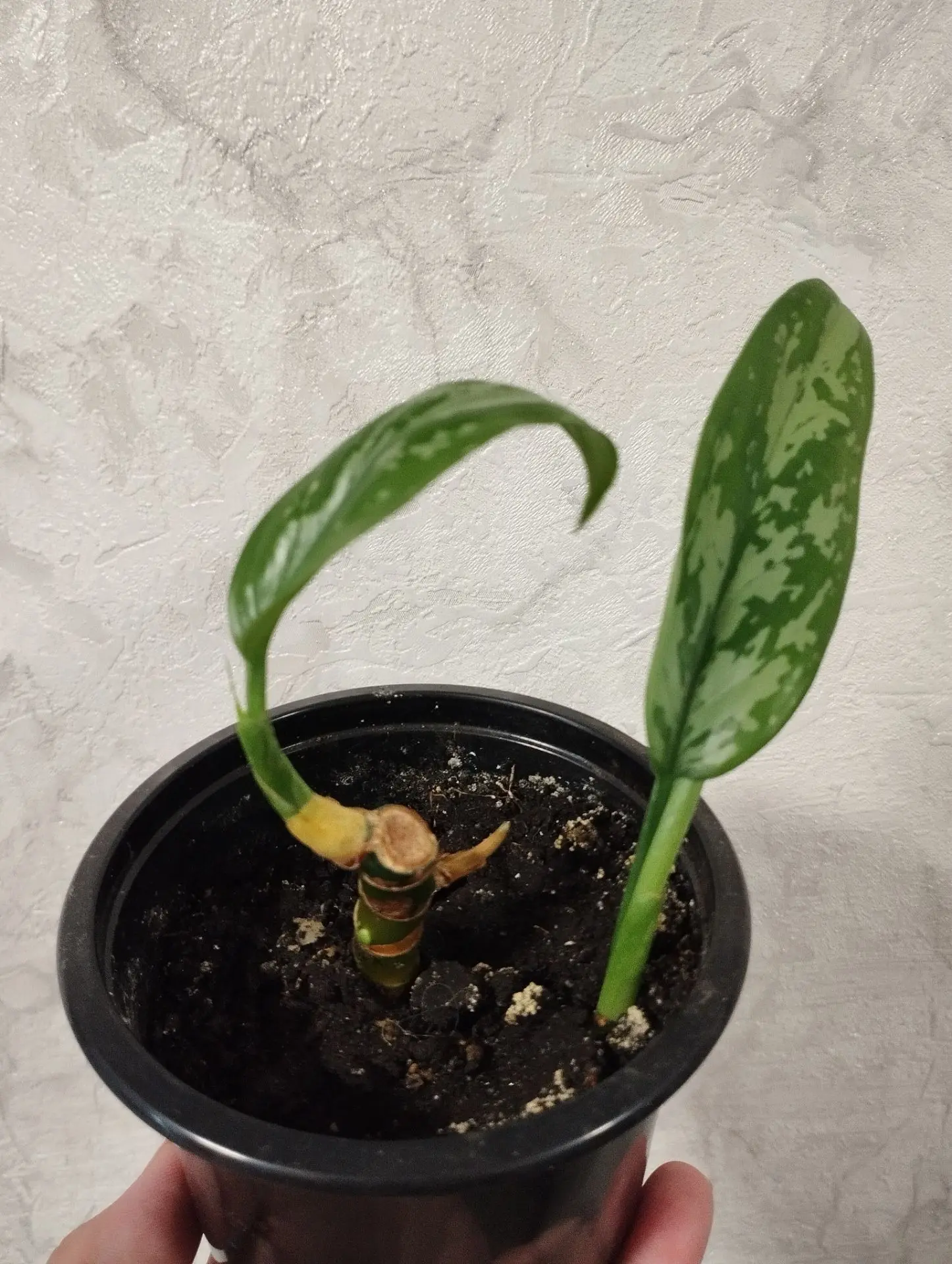 💚 АГЛАОНЕМА 💚 Мария
#продам

💲150