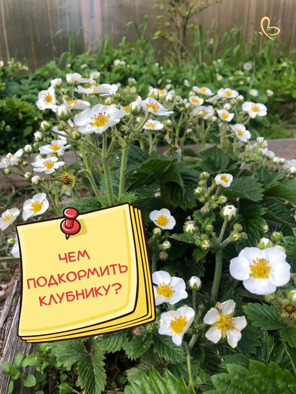 🍓 Для СЛАДКИХ ЯГОД подкормите клубнику во время цветения этим простым средством 👇

Клубника в цвет