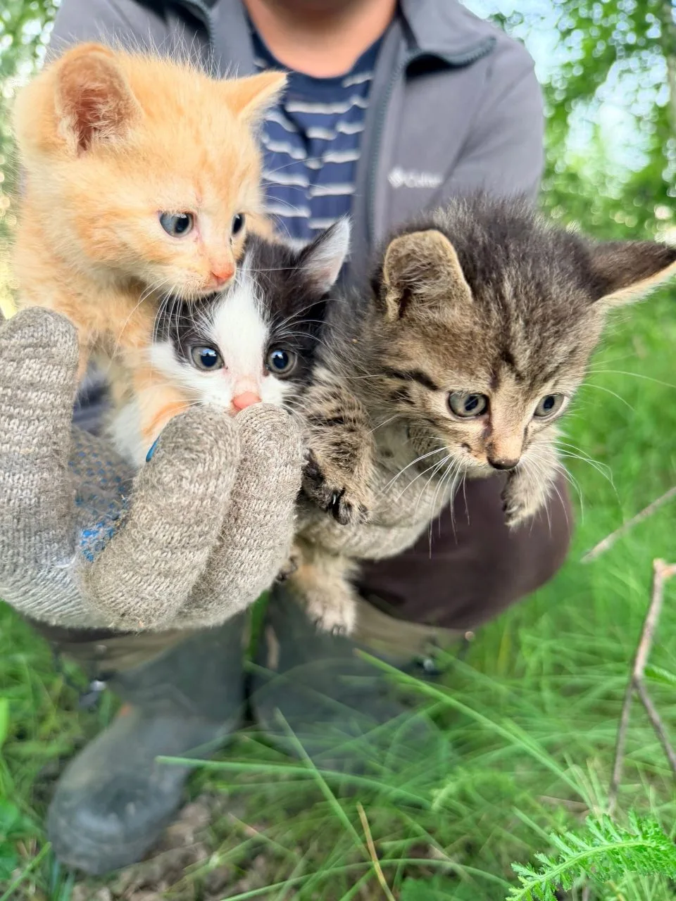 В парке "Ак сатыр" бегают вот такие маленькие пушистики😭 Им страшно и голодно и очень хочется обрес