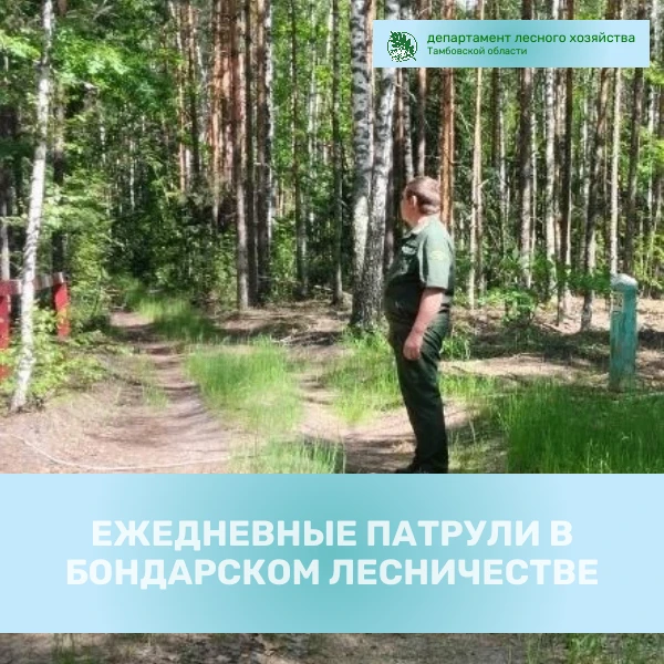 📆 Ежедневно сотрудники ТОГКУ «Бондарское лесничество» патрулируют территорию лесного фонда.

🌲 Мар
