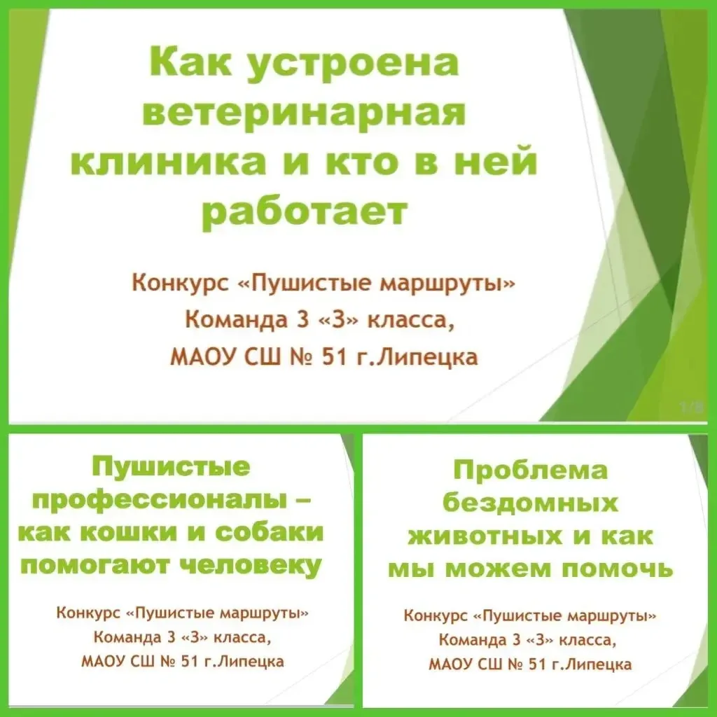 🐾 3 «З» класс принял участие в конкурсе «Пушистые маршруты». Он проходил в рамках программы внеуроч