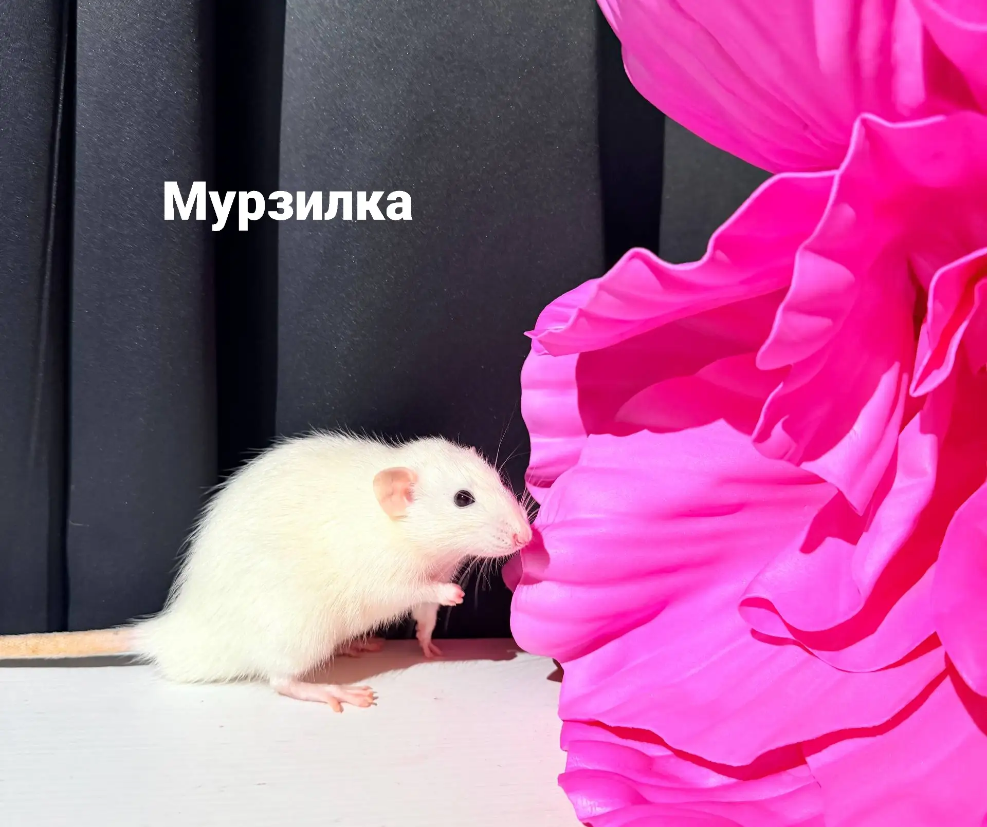 #КрысыИзЛеса