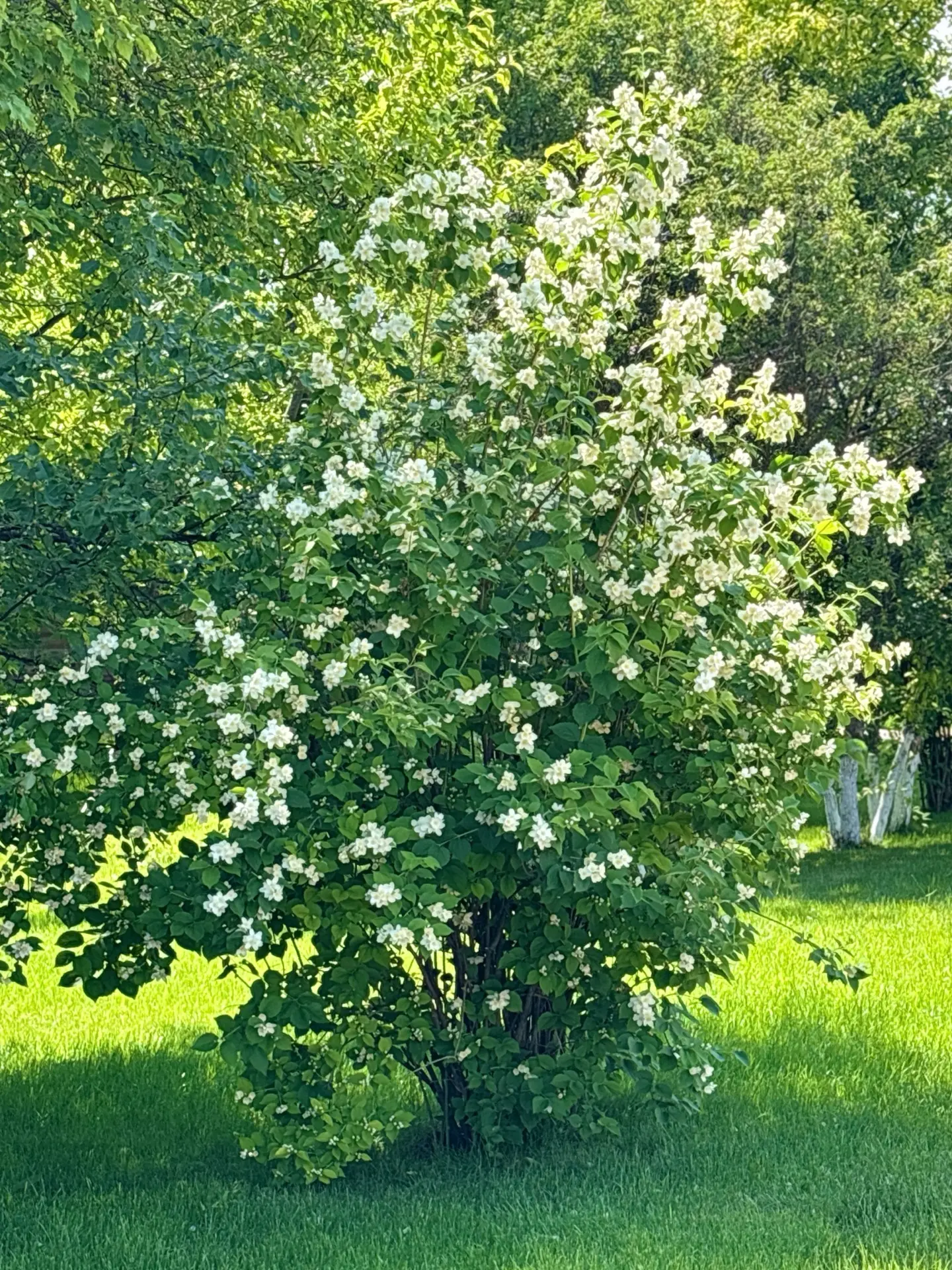 🌿✨ В Аксаковском парке, среди зелёных аллей и цветущих кустарников, расцветает удивительное дерево 