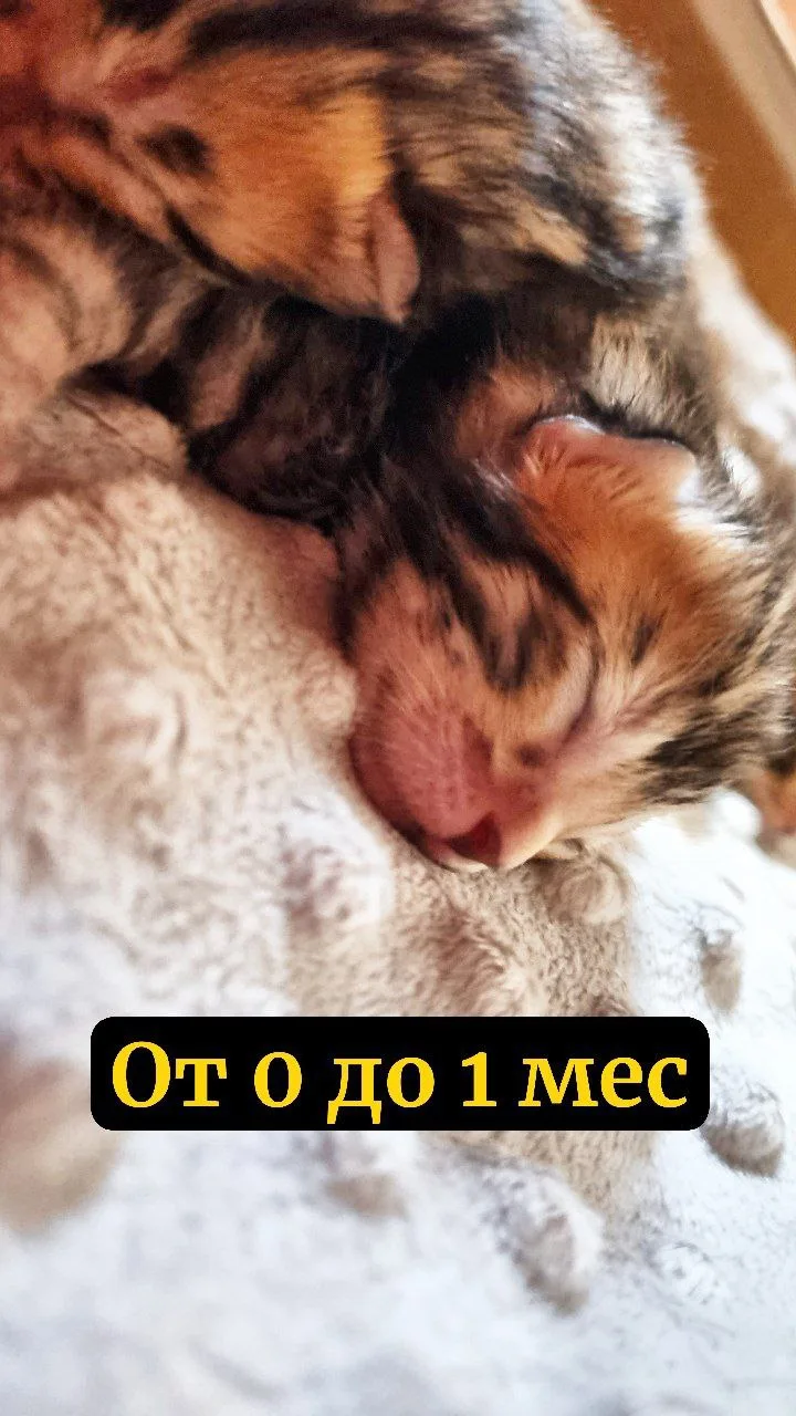 от 0️⃣ до 1️⃣ месяца
Этот период определит здоровье, отразится на его характере, отношении к людям, 