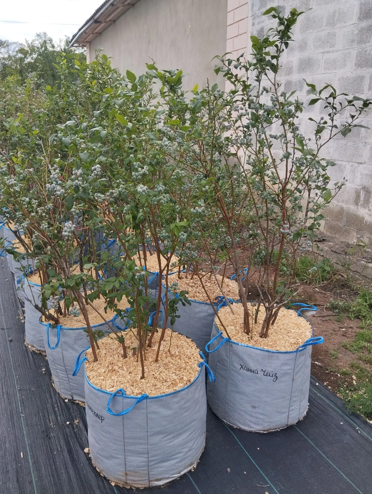 Продам взрослые активно плодоносящие саженцы голубики в сумке для растений ‼️ 🫐 Пересаживать уже не