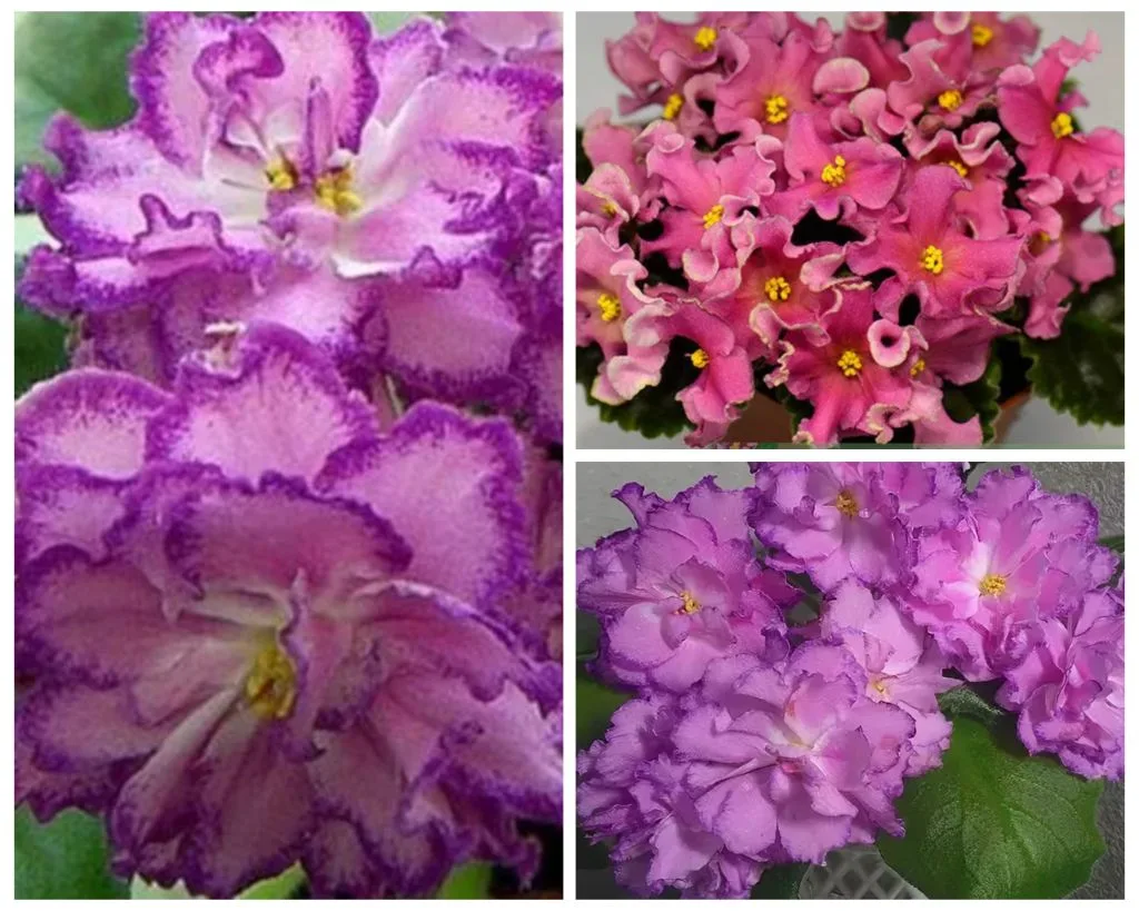 РС-Гранд Отель🌺🌹🌺💥🍀 очень крупные махровые красивой формы цветы 
РМ-Розовая Волна🌹🌺🌹💥🍀 роз