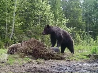 Сезон охоты подходит к концу. Команда охотничьего хозяйства продолжает наблюдать за зверями. 
Охота 