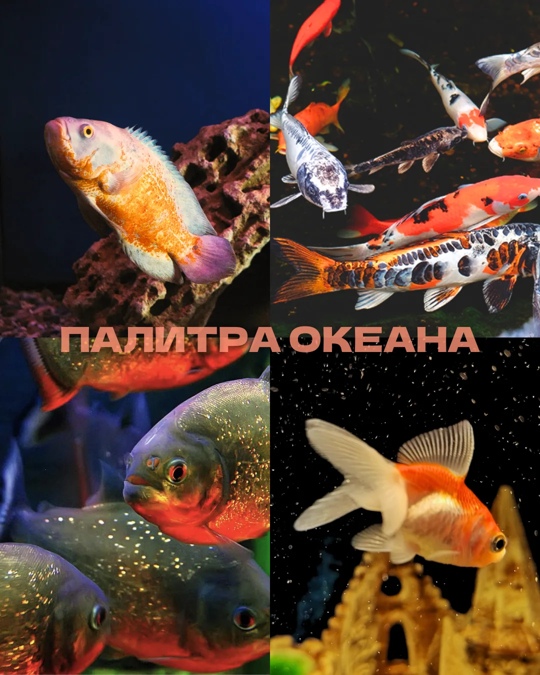 🎨 Палитра океана, яркие цвета нашей аква-галереи
⠀
Загляните в наши аквариумы, и вы увидите настоящ