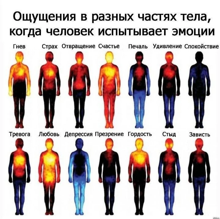 🧠 ЯЗЫК ТЕЛА: КАК РАСПОЗНАТЬ СВОИ ИСТИННЫЕ ЭМОЦИИ

Мы привыкли искать эмоции в голове: «я тревожусь»