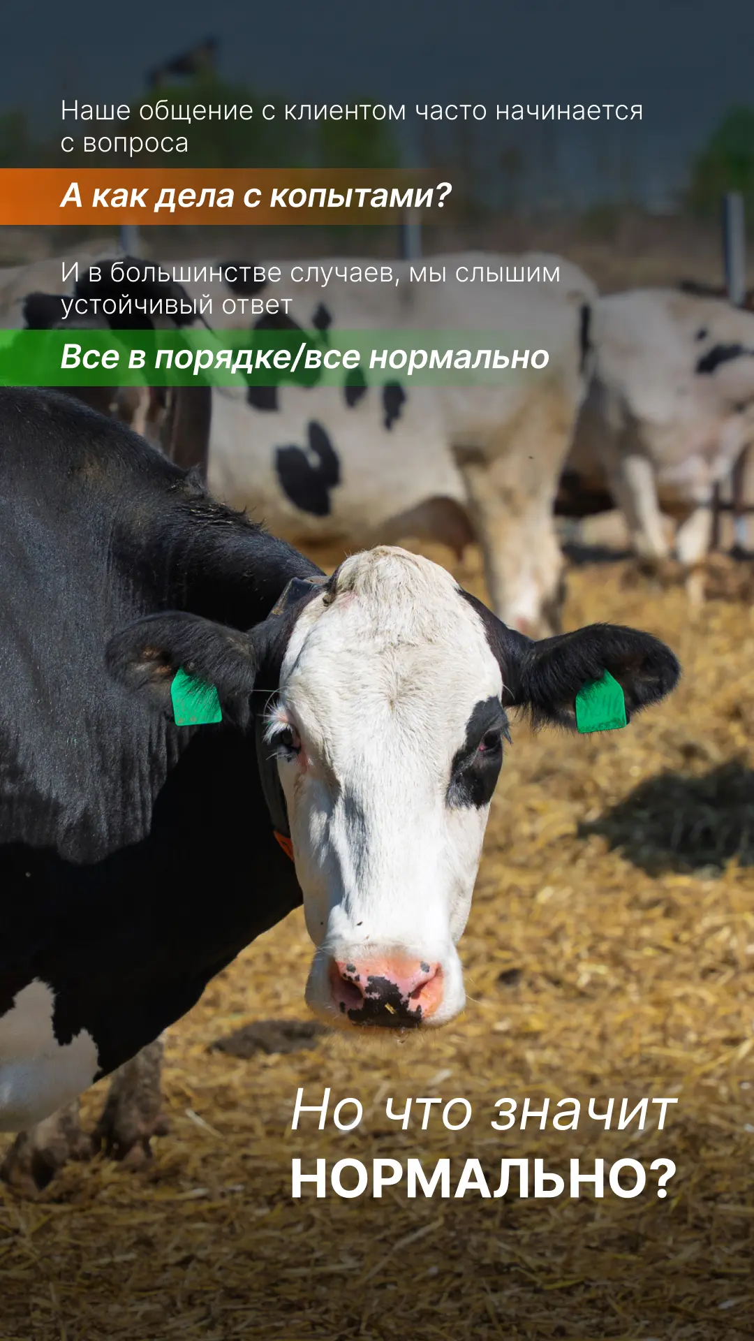 Часто на вопрос 
А как у вас дела с копытами?
мы получаем положительный ответ о том, что все в поряд