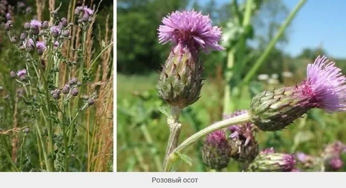 Осот как медоносное растение 🐝

Люди, имеющие земельные участки, знают что осот – это злостный и не