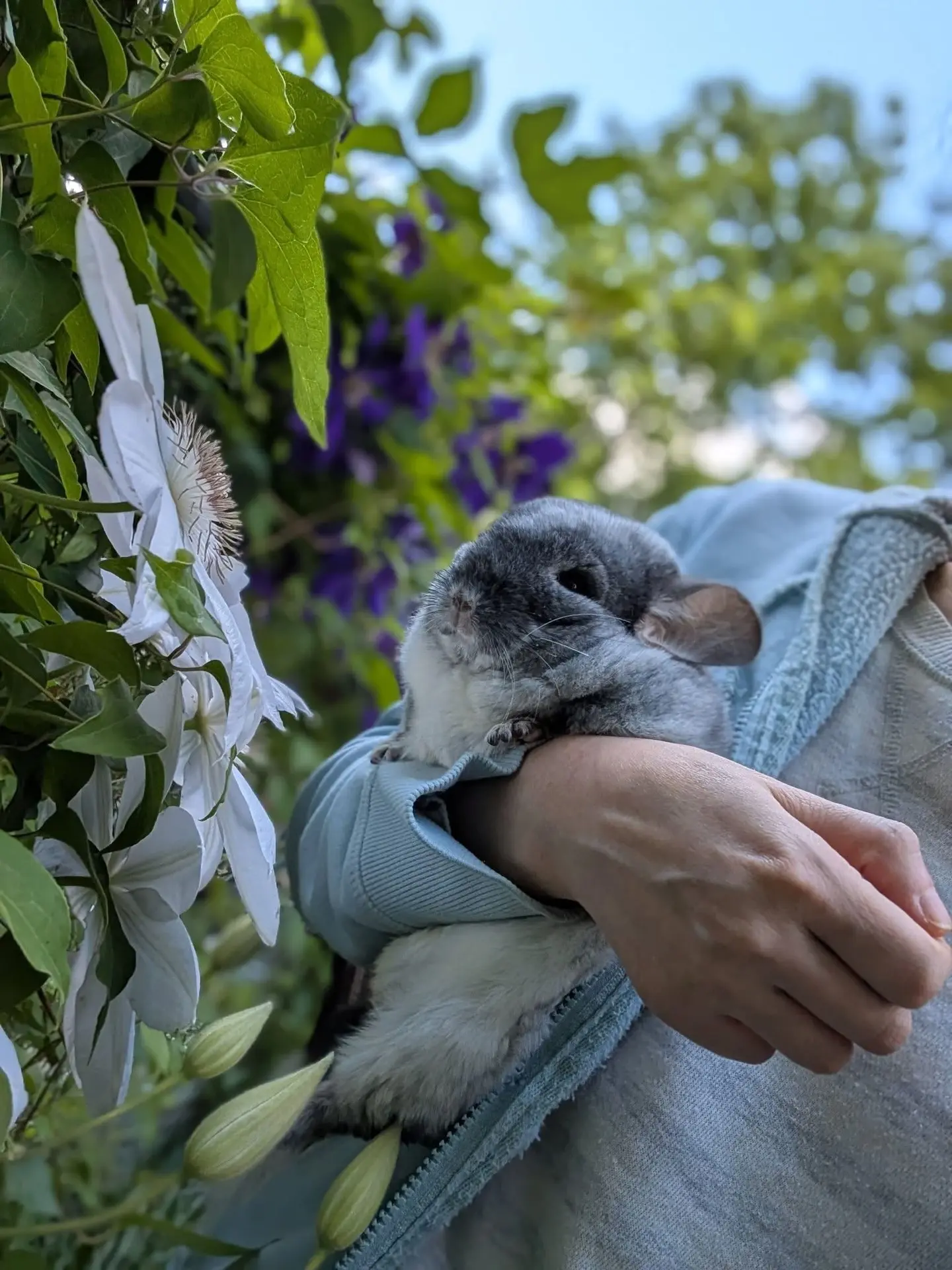 - Какая же красота! ❤️🐭🌺
Подумала шиншилла рассматривая удивительные большие цветки, которые с одн