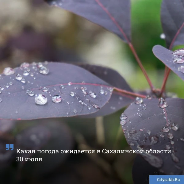 🌧️ Небольшой дождь снизит градус жары над Южно-Сахалинском.
_____________________________
📬 Новост