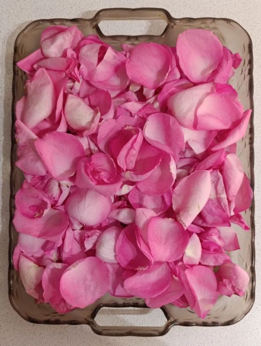 Девчонки! Когда мальчишки дарят вам букеты роз 🌹 не выбрасывайте их когда они отцвели, а оборвите л