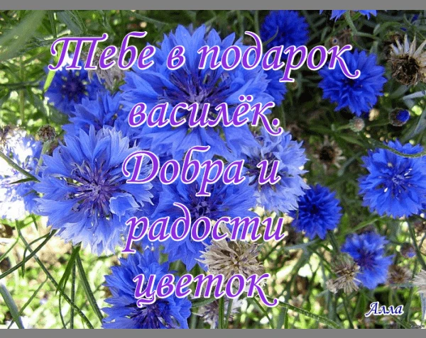 День Василька в летнем лагере: море улыбок и приключений!
      Четвертый  день летней смены в лагер