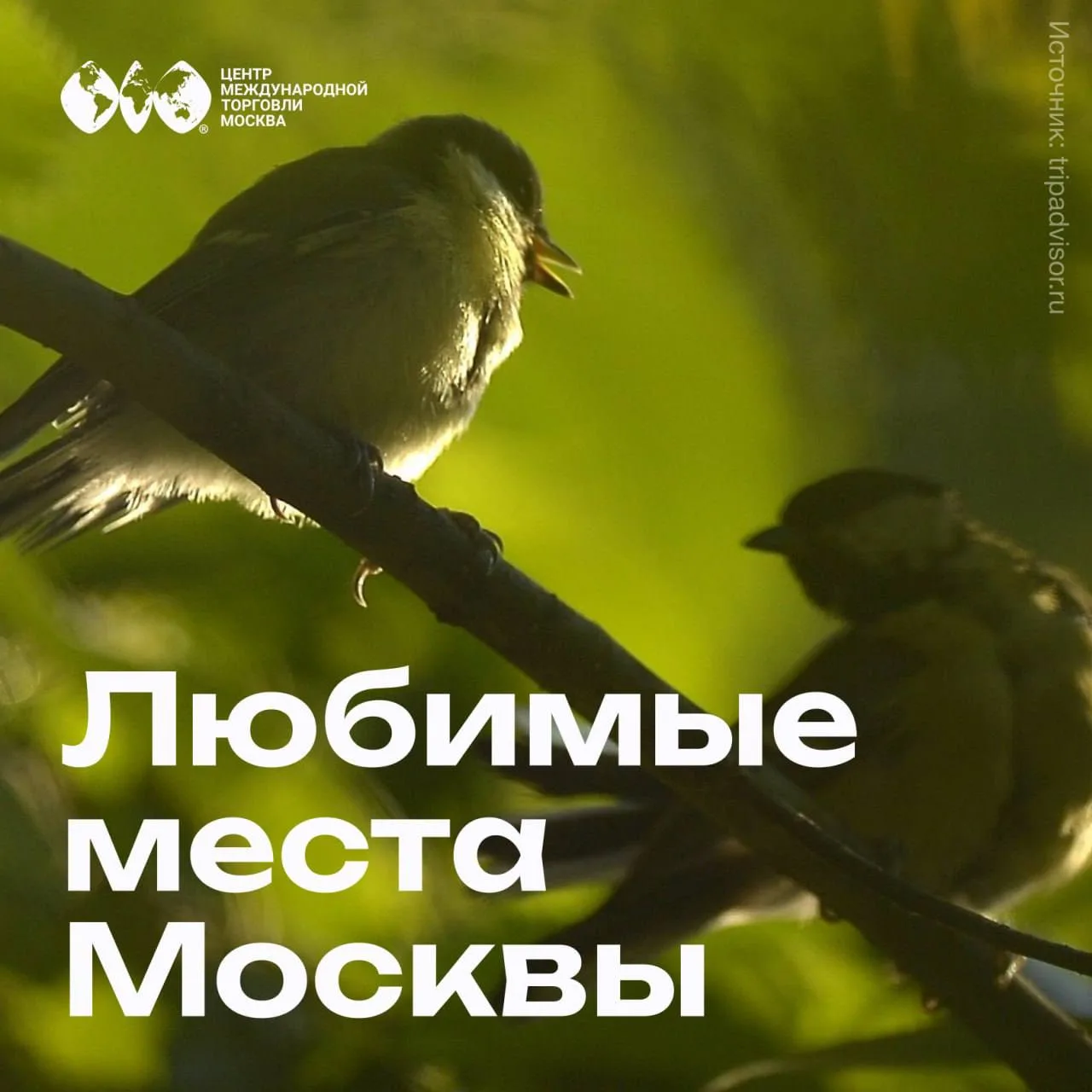 Знали, что внутри МКАДа есть лес площадью больше 200 гектаров?
А в нем живут… деловые бобры.

У веко
