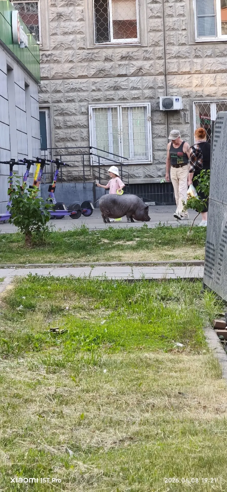 На улицах Бутово был замечен хряк. Упитанная хрюшка с хозяином😄