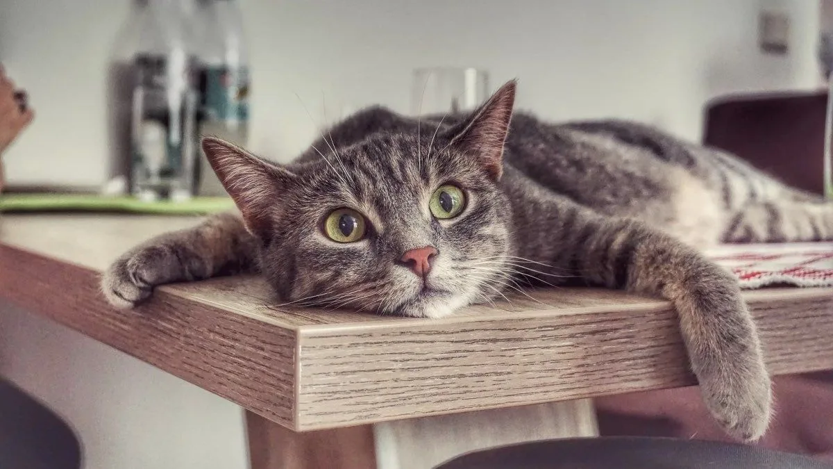 Мяу-привет, хвостатые и пишущие! 🐾Сегодня, 10 июня, у шариковой ручки день рождения! В 1943 году ве
