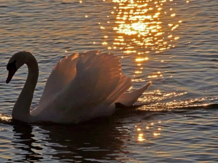 🕊🌾Не столько природа делает лицо красивым, сколько расположение взирающего на него; а расположение