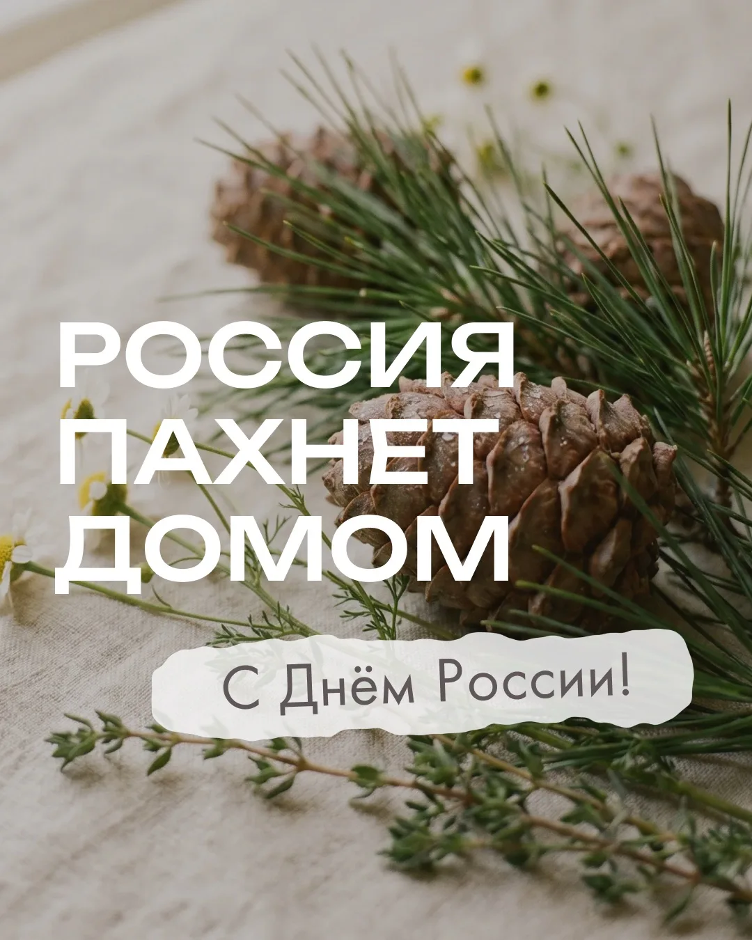 🇷🇺Россия - это кедровые шишки в ладони, запах хвои после дождя, ромашковые поля до горизонта и чаб