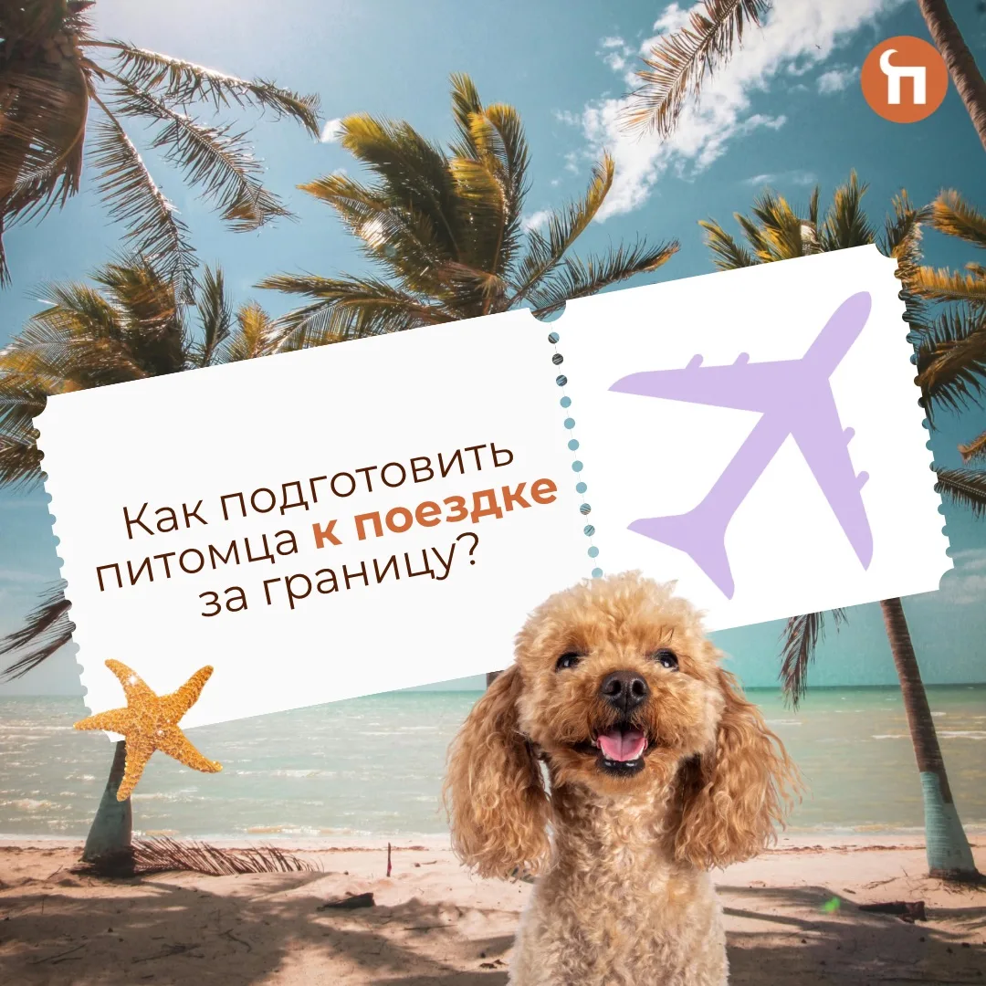 ✈️Собираетесь за границу с питомцем? Есть важные изменения.

С июня для оформления ветеринарных доку