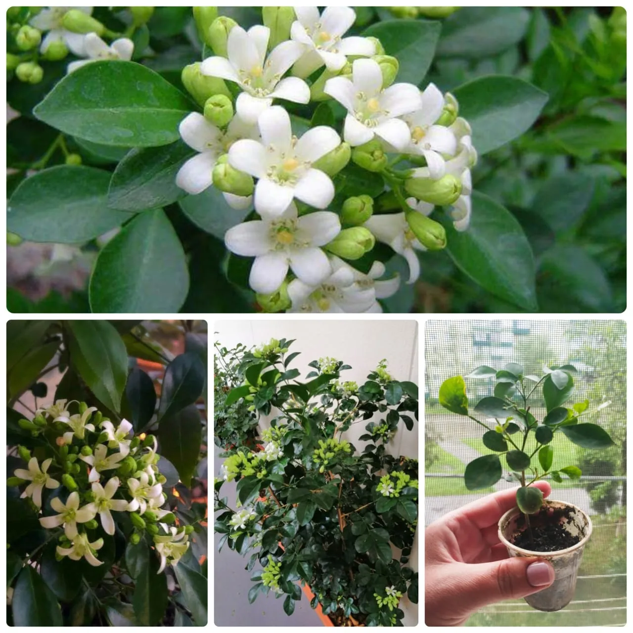 В наличии годовалые растения мураи.🌱

Растений ограниченное количество.🔥🔥🔥

Цена годовалых расте