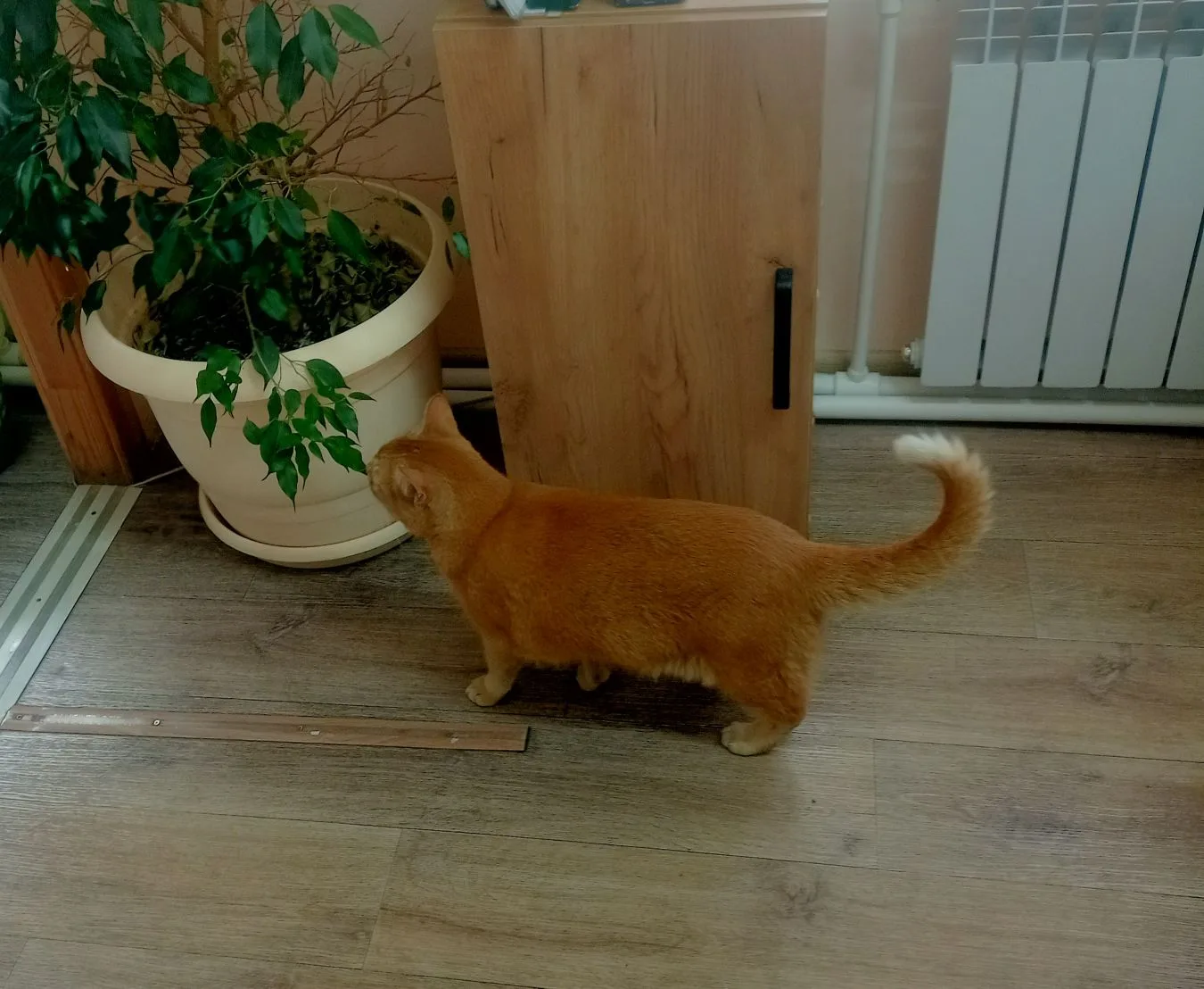 Наш очень любопытный посетитель