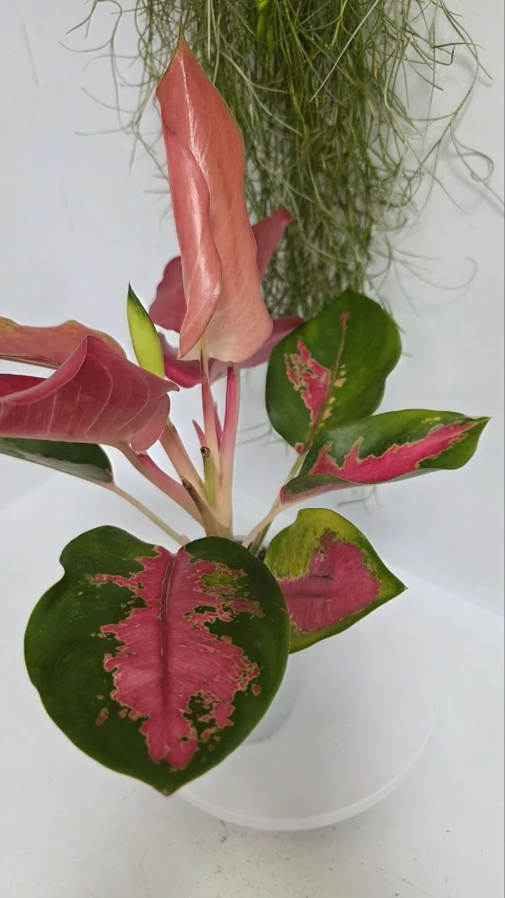Agloanema red joy
4 шт.
1400