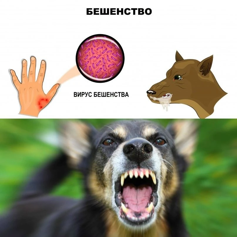 ❗️Бешенство
⁣
Бешенство - острая инфекционная вирусная болезнь млекопитающих животных, с поражением 