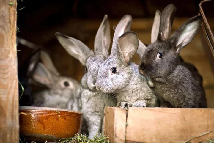 🐇📝Кролики отличаются большой плодовитостью и небольшими размерами, поэтому на ограниченной террито