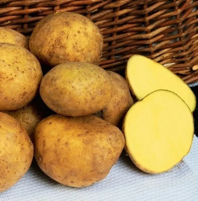 🥔 Адретта картофель  
Сорт среднеранний (60-80 дней): чем благоприятнее условия, тем быстрее и круп