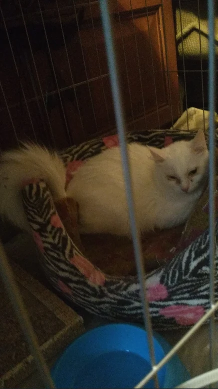 😻 У одного из моих котиков - день рождения. 

Да, у кота, а для меня - это маленький повод для радо