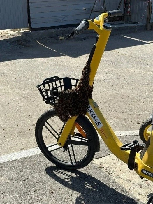 В Невском районе рой из 20 тысяч пчёл облепил прокатный велосипед 🐝

Ранее такой же рой заметили в 