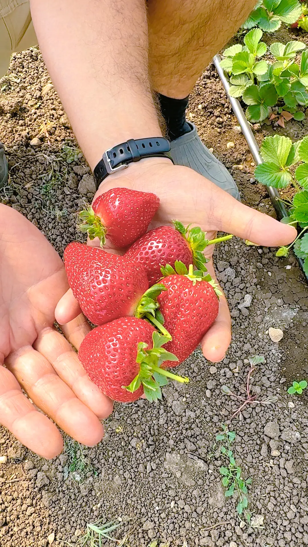 🍓 Часто спрашивают, чем я подкармливаю клубнику, чтобы она была крупной, сладкой и урожайной. Секре