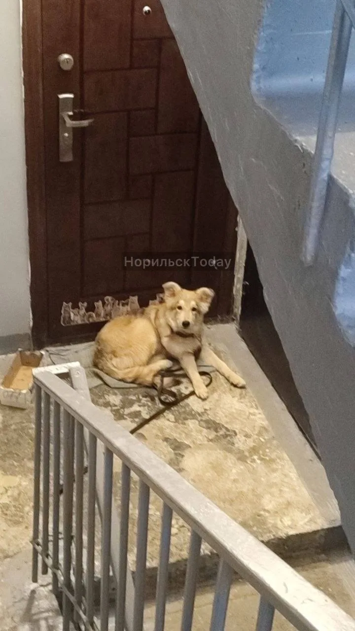«Чья собака на Московском, 3, подъезд 2 она сидит внутри подъезда и воет? Кто потерял? Белого пса с 