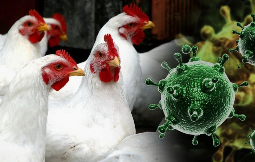 📌Птичий грипп (Birdflu) — это очень заразное заболевание птиц 🦆🐔, которое может передаваться чело
