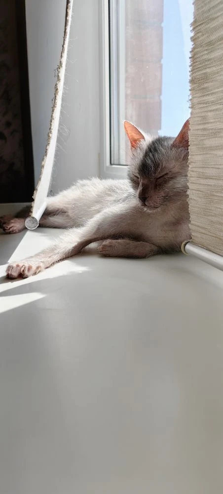 Арни обожает солнышко 🌞 и подоконник 😅