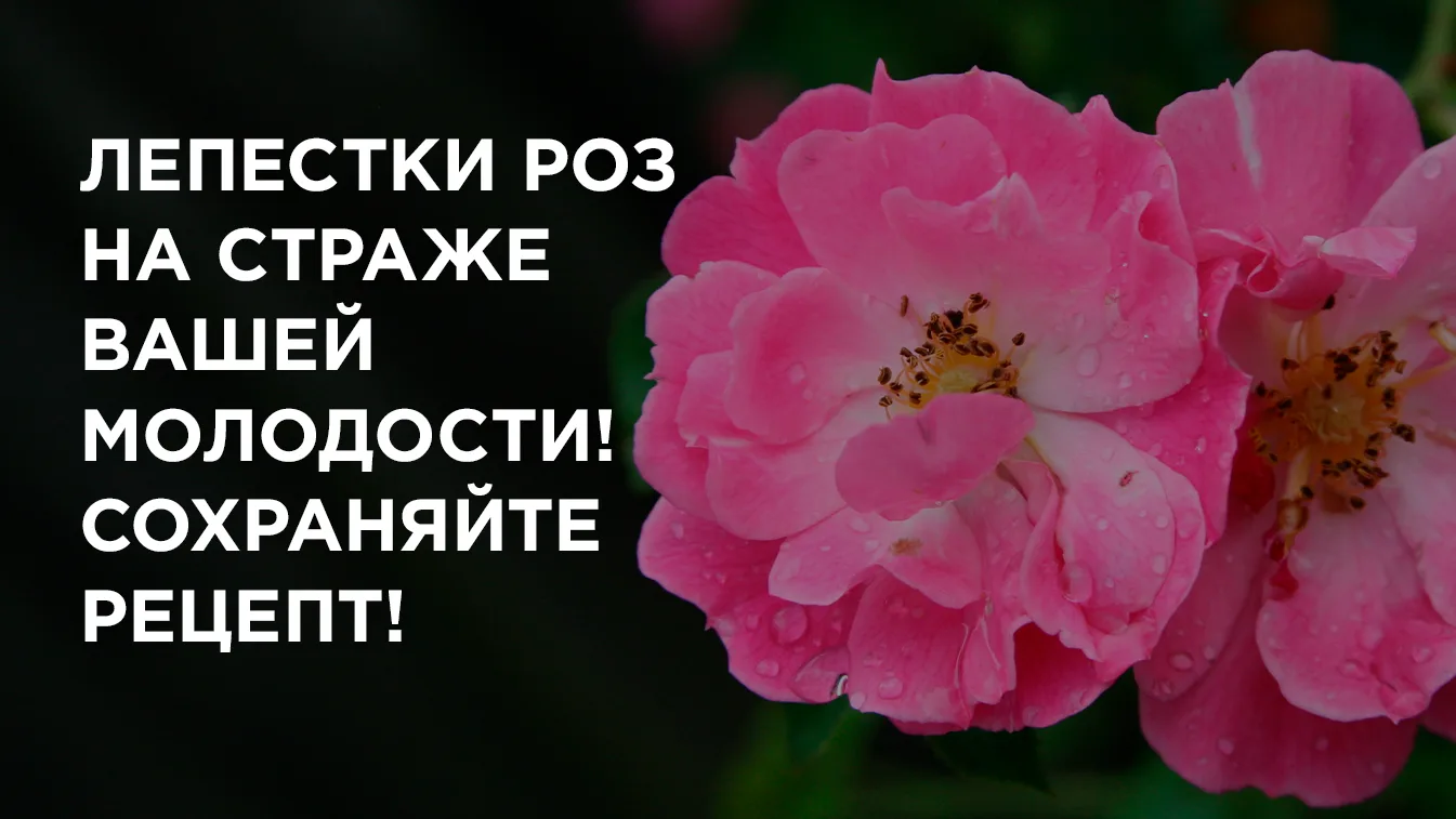 Вы знали, что цветы шиповника и розы помогают бороться с возрастом? 🔥

Самое время воспользоваться 