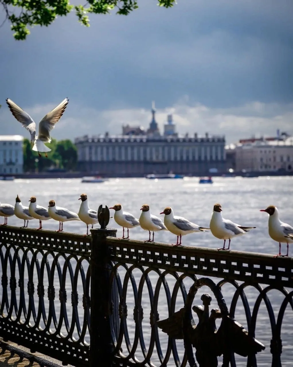Петербургские чайки 
 
Фото: natalia_krasnova_

Подпишитесь на нас ❤️‍🔥