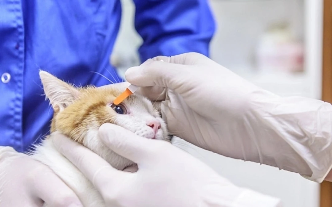 Рекомендации по уходу за глазами собак и кошек🐈🐕🐩 
 
✅Для полноценного ухода за мелкими домашними