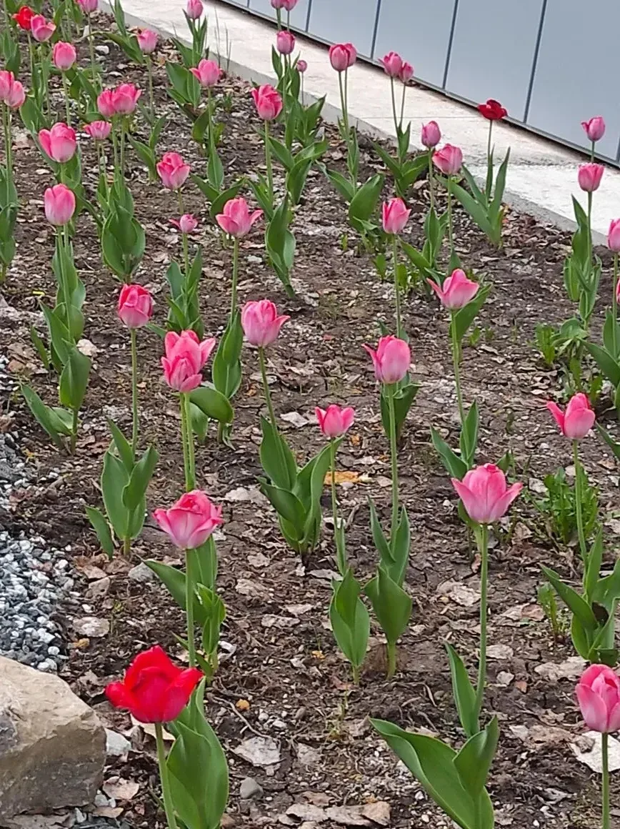 Цветы, которые покоряют сердца🌷🌸💐

В нашем школьном дворе сейчас настоящее чудо – расцвели прекра