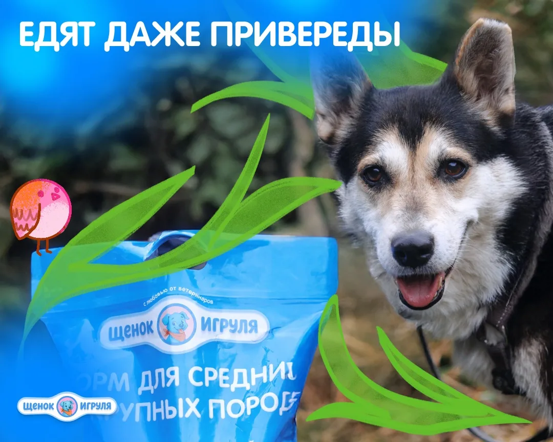 Едят даже привереды 🐕

Привередливость в еде — это не всегда характер.

➡️ Собака может отказыв