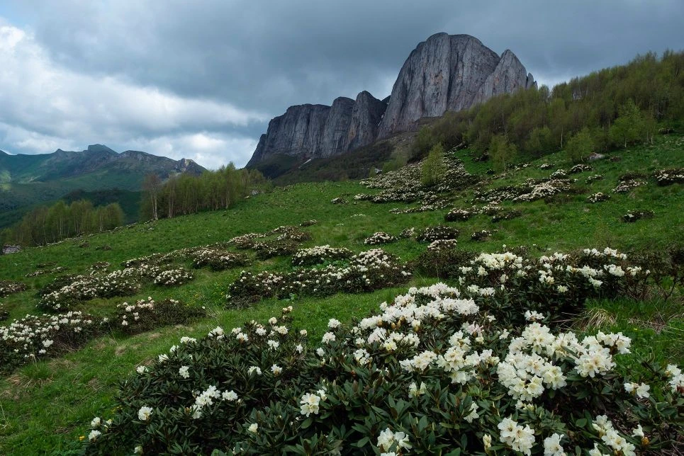 Цветение рододендрона в горах Кавказа, Краснодарский край. 

📷 Автор фото Алексей Муравьев

Мы в Ко