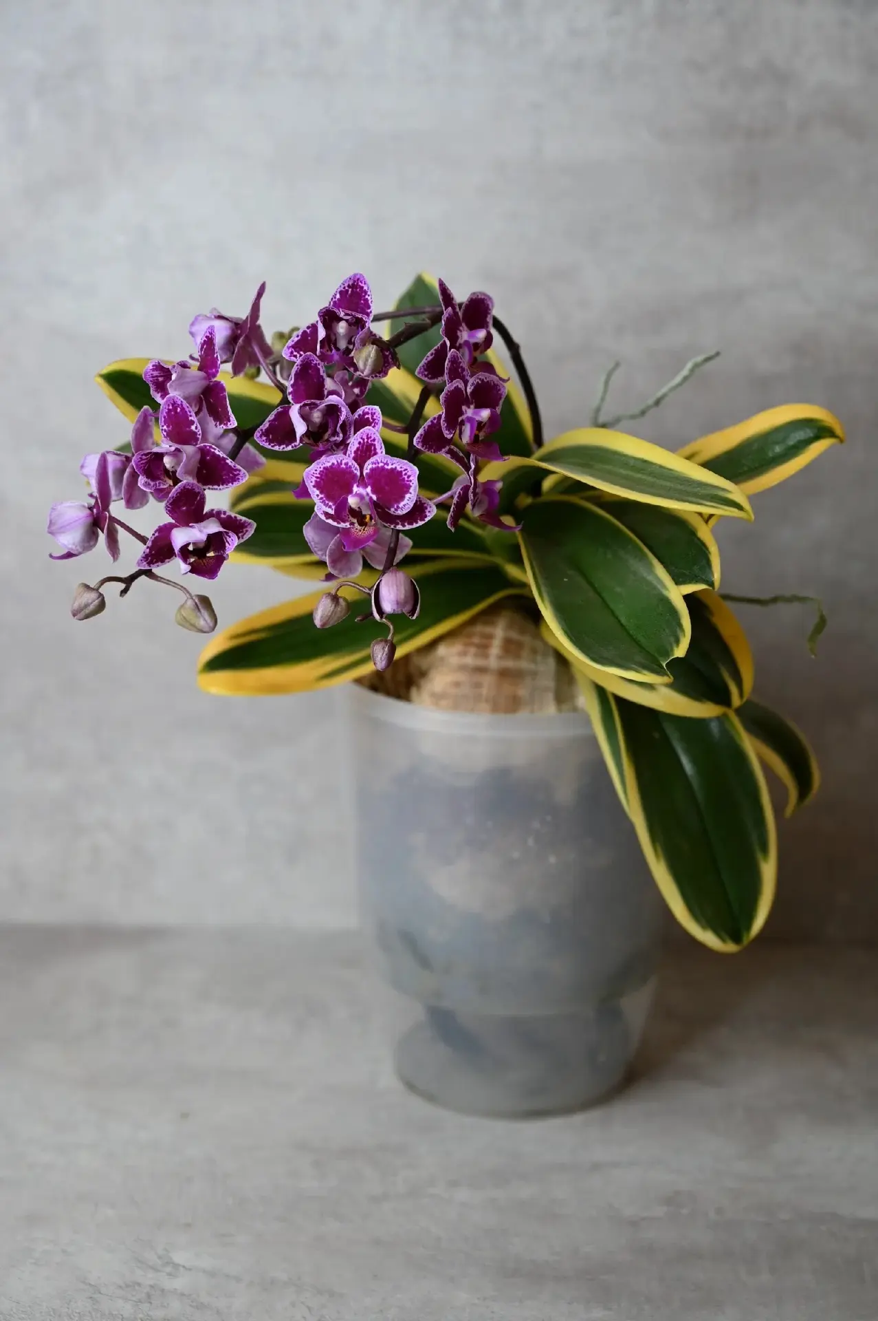 Самая необычная орхидея в моей коллекции Phal. Chia E Yenlin(variegata)