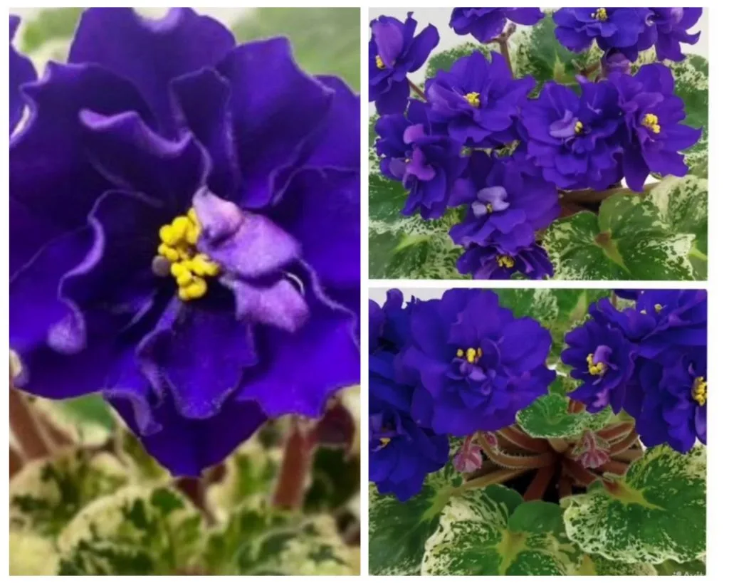 Р-Её Парень🌹🌹🌹🍀💥 синие махровые цветы на крепких цветоносах красивой формы на розетке из ярких 