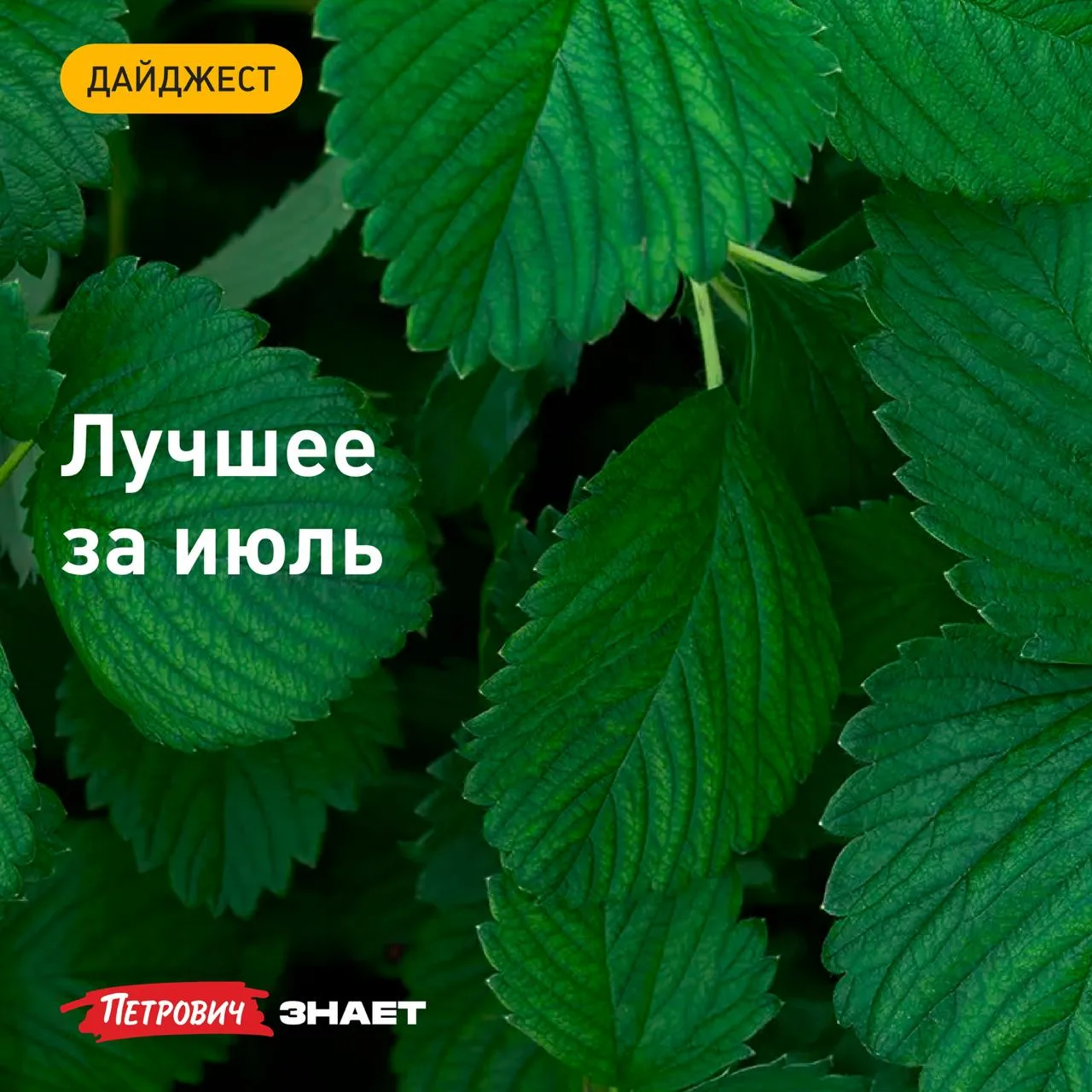 В июле мы писали о сборе урожая, уходе за садом, порядке в доме и организации инженерных систем. Тра
