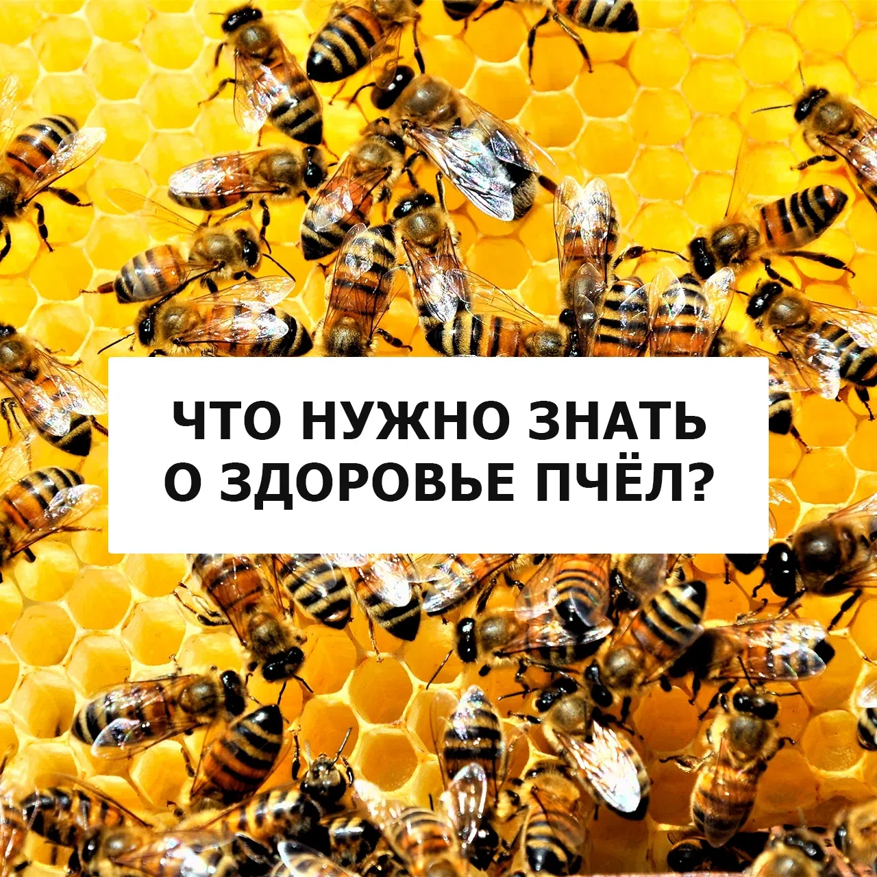 🐝 Пчеловодам Лысогорского района на заметку

✅В карточках - самое важное о здоровье пчёл и новых пр