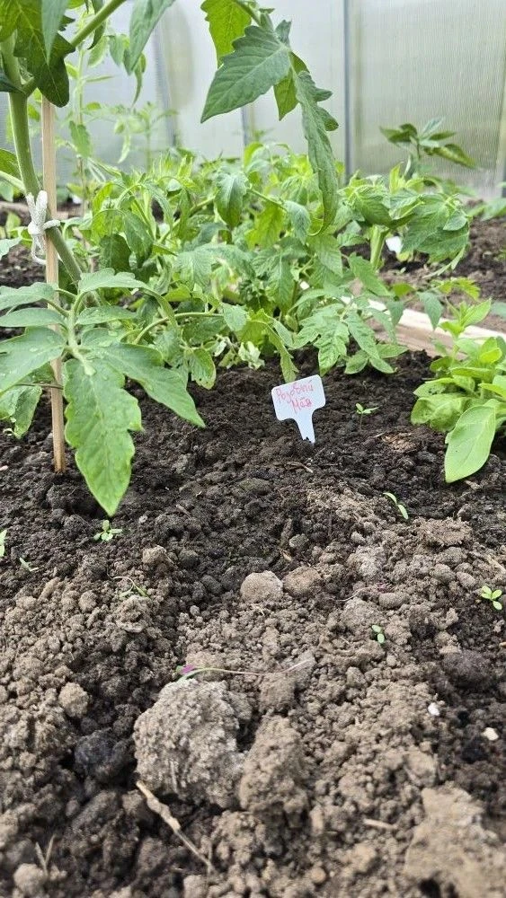 🌱🍅🥒В нашем агроклассе настоящий праздник урожая! Это не просто овощи на грядках — это результат о